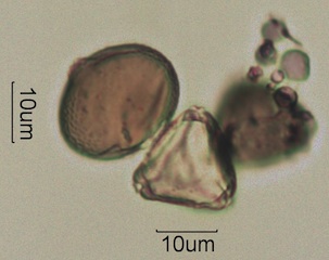 Blue Gum Eucalyptus (Eucalyptus globulus) Pollen