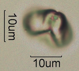 Myrtaceae (Eucalyptus) Pollen