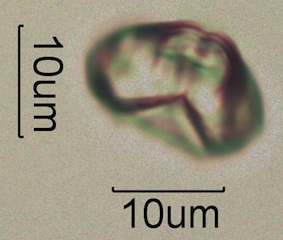 Myrtaceae (Eucalyptus) Pollen