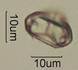 Myrtaceae (Eucalyptus) Pollen