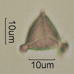 Myrtaceae (Eucalyptus) Pollen