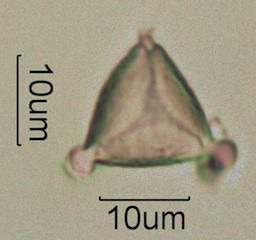 Eucalyptus Pollen