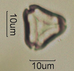 Myrtaceae (Eucalyptus) Pollen