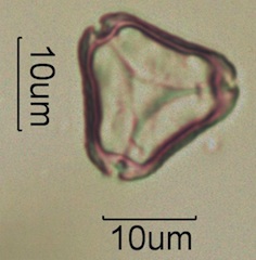Myrtaceae (Eucalyptus) Pollen
