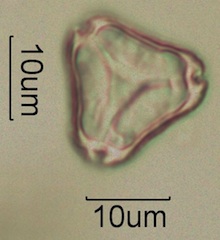 Myrtaceae (Eucalyptus) Pollen