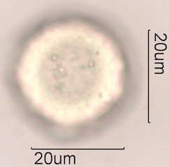 Avocado Pollen