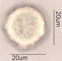Avocado Pollen