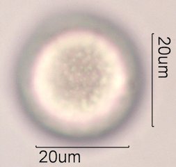 Avocado Pollen