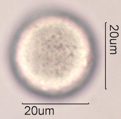 Avocado Pollen