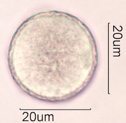 Avocado Pollen