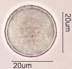 Avocado Pollen