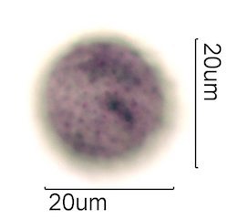 Avocado Pollen