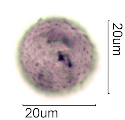 Avocado Pollen
