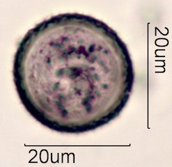 Avocado Pollen