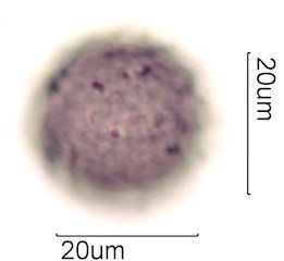 Avocado Pollen