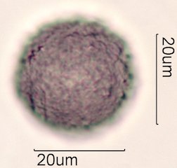 Avocado Pollen