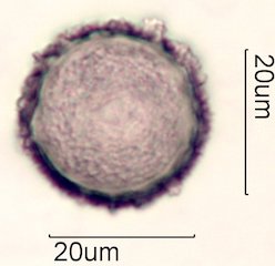 Avocado Pollen
