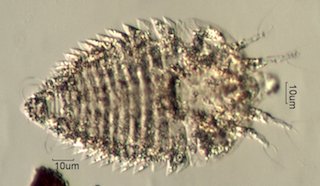 Outdoor Mite