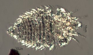 Outdoor Mite