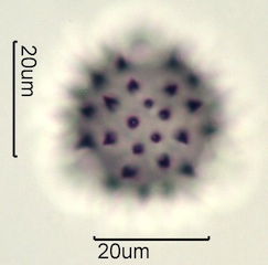 Balsamroot Pollen