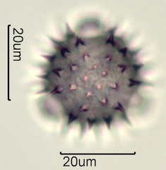 Balsamroot Pollen