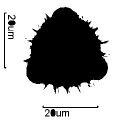 Deltoid Balsamroot Pollen