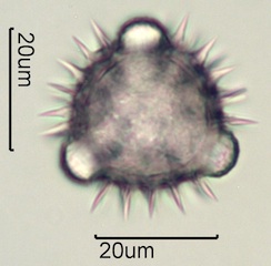 Balsamroot Pollen