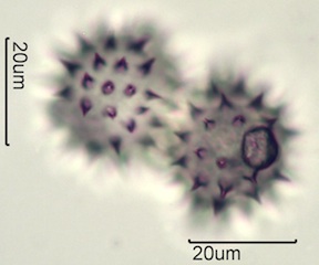 Balsamroot Pollen
