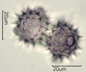 Balsamroot Pollen