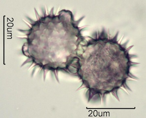 Balsamroot Pollen