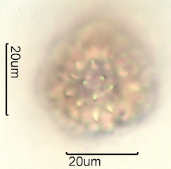 Balsamroot Pollen