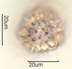 Balsamroot Pollen