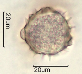 Balsamroot Pollen