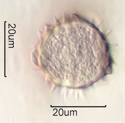 Balsamroot Pollen