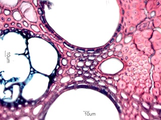 Bamboo, Cross-Section