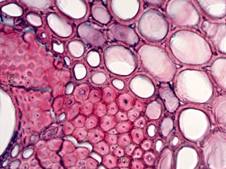 Bamboo, Cross-Section