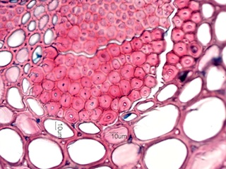 Bamboo, Cross-Section