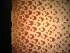 Bamboo, Cross-Section