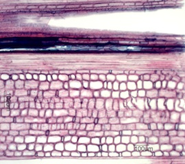 Bamboo, Longitudinal Section