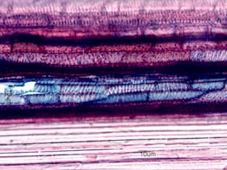 Bamboo, Longitudinal Section