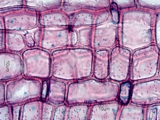 Bamboo, Longitudinal Section
