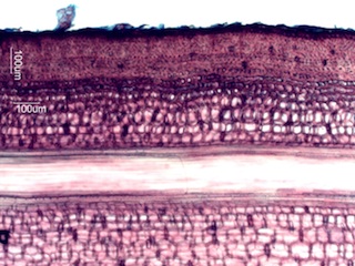 Bamboo, Longitudinal Section