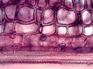 Bamboo, Longitudinal Section