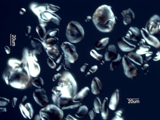 Banana Starch Under the Microscope