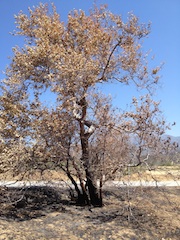 California Steppe Fire