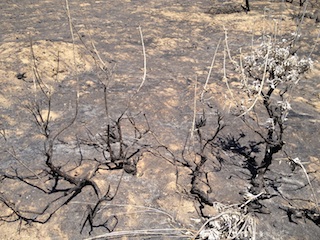 California Steppe Fire