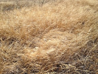 California Steppe