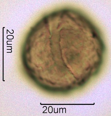 Barberry (Berberis thunbergii) Pollen
