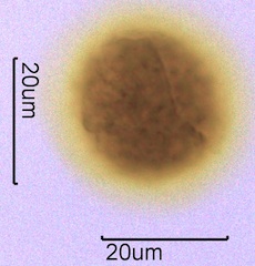 Barberry (Berberis thunbergii) Pollen