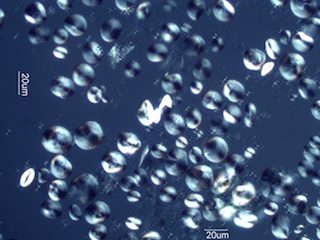 Barley Starch Under the Microscope
